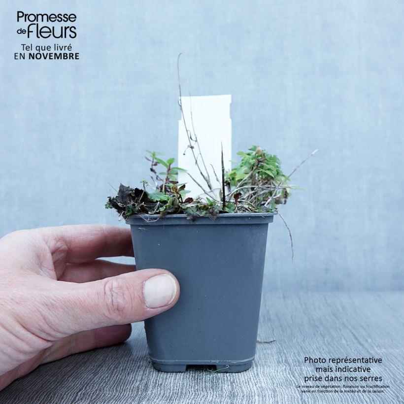 Amostra de Campânula cochleariifolia Bavaria Blue Vaso de 8/9 cm tal como entregue no outono