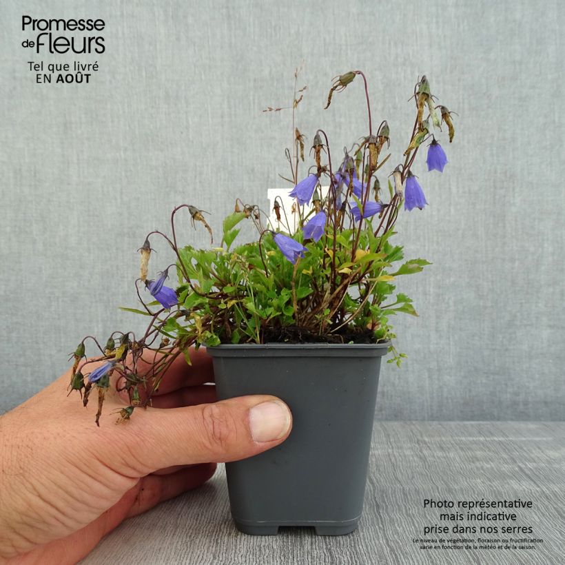 Amostra de Campânula cochleariifolia Bavaria Blue Vaso de 8/9 cm tal como entregue no verão