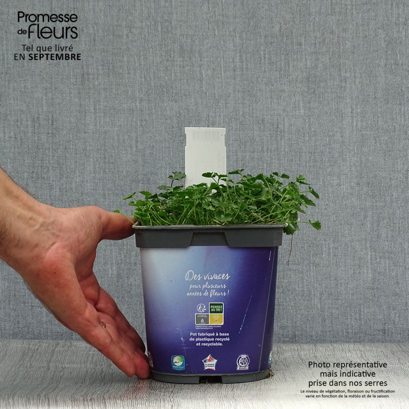 Amostra de Campânula portenschlagiana (muralis) Vaso de 2 L/3 L tal como entregue no outono