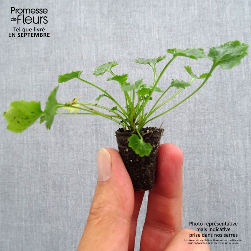 Amostra de Campanule des murs - Campanula portenschlagiana (muralis) Mini-torrão Ø 3/4 cm tal como entregue no outono