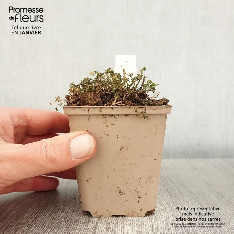 Amostra de Campânula cochlearifolia Elizabeth Oliver Vaso de 8/9 cm tal como entregue no inverno