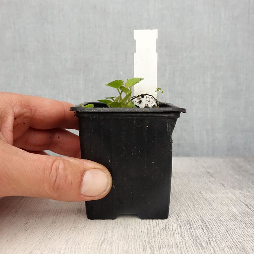 Amostra de Campânula cochlearifolia Elizabeth Oliver Vaso de 8/9 cm tal como entregue na primavera