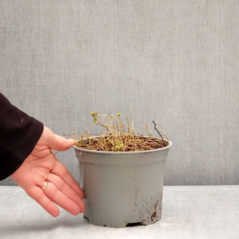 Amostra de Campânula cochlearifolia Elizabeth Oliver Vaso de 2 L/3 L tal como entregue no inverno