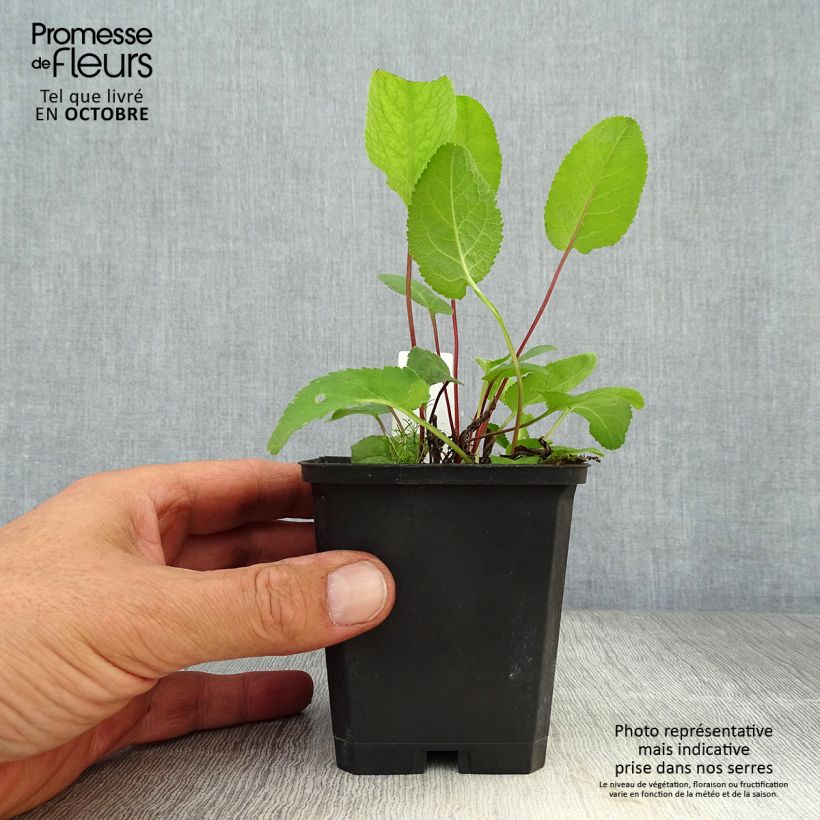 Amostra de Campânula glomerata Acaulis Vaso de 8/9 cm tal como entregue no outono