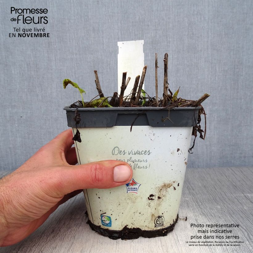 Amostra de Campânula glomerata Alba Vaso de 2 L/3 L tal como entregue no outono