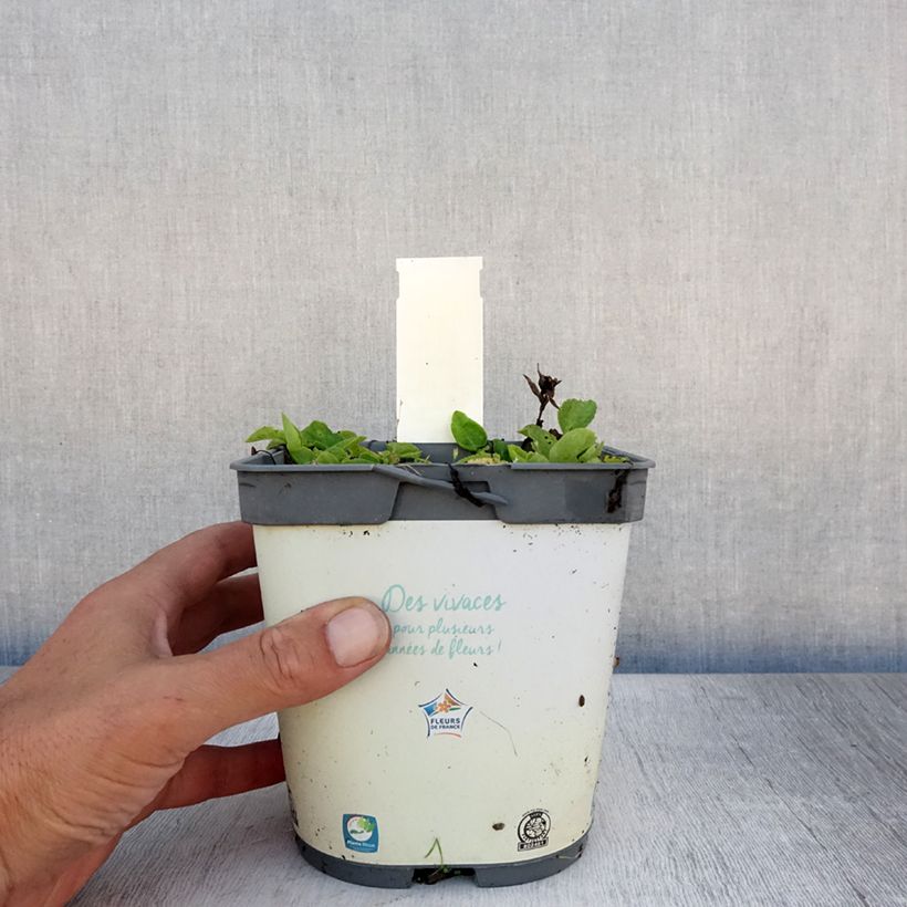 Amostra de Campânula glomerata Alba Vaso de 2 L/3 L tal como entregue no verão