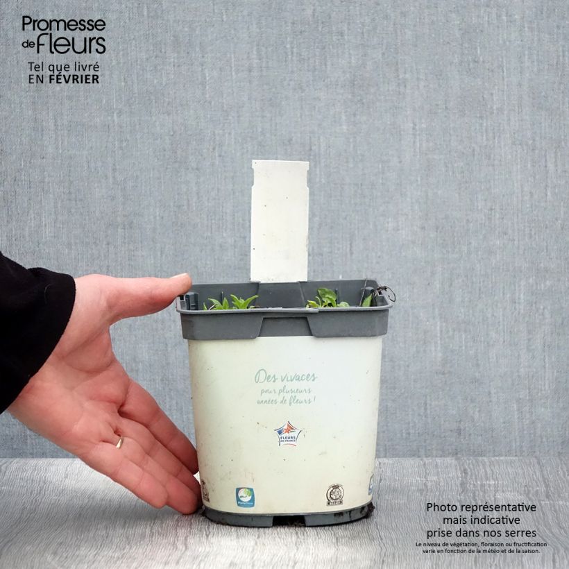 Amostra de Campânula glomerata Alba Vaso de 2 L/3 L tal como entregue no inverno