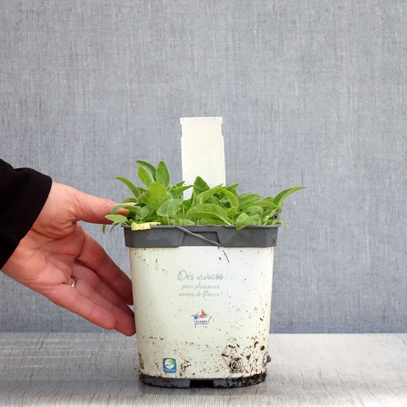 Amostra de Campânula glomerata Alba Vaso de 2 L/3 L tal como entregue na primavera