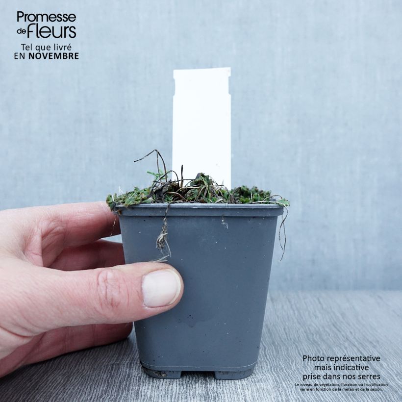 Amostra de Campânula glomerata var. dahurica Vaso de 8/9 cm tal como entregue no outono