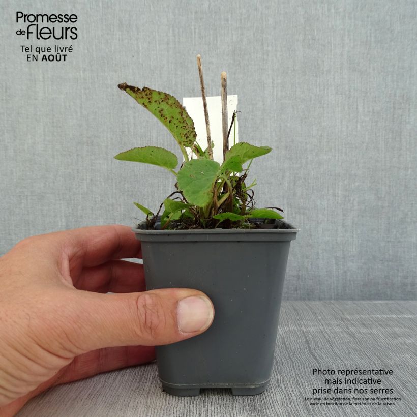 Amostra de Campânula glomerata var. dahurica Vaso de 8/9 cm tal como entregue no verão