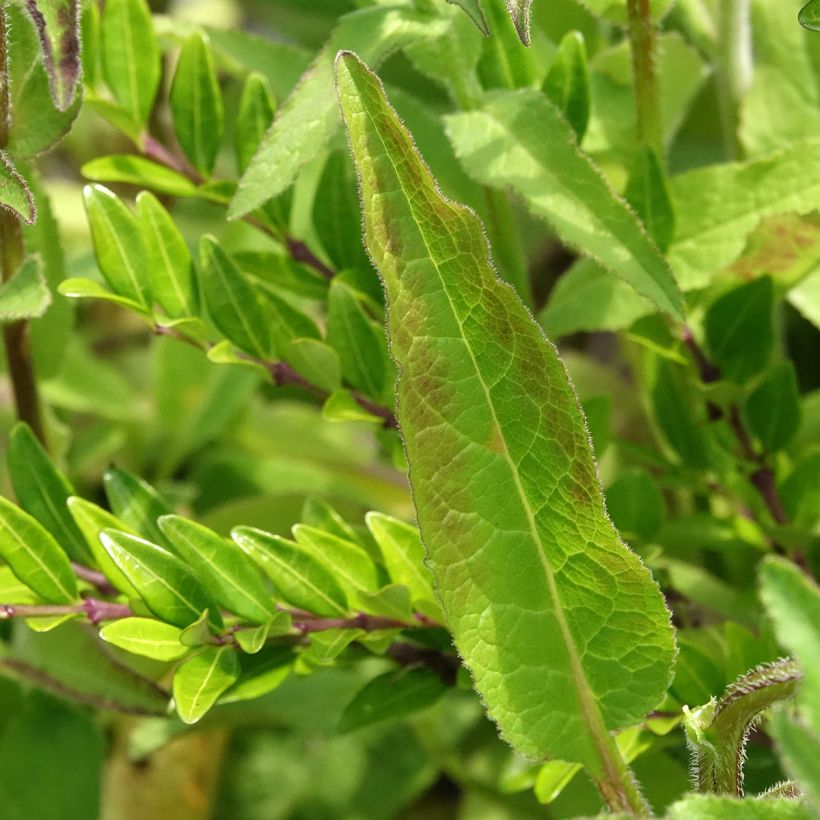 Campânula glomerata var. dahurica (Folhagem)