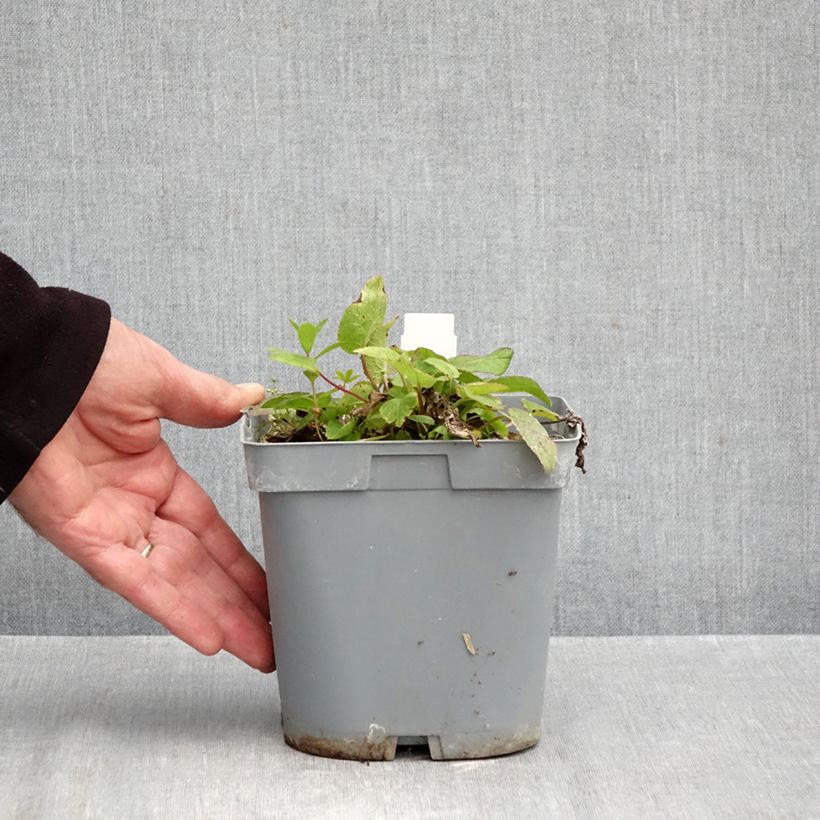 Amostra de Campânula glomerata var. dahurica Vaso de 2 L/3 L tal como entregue no outono