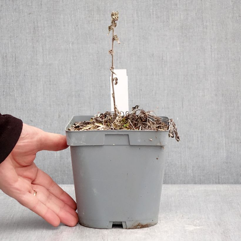 Amostra de Campânula glomerata var. dahurica Vaso de 2 L/3 L tal como entregue no inverno