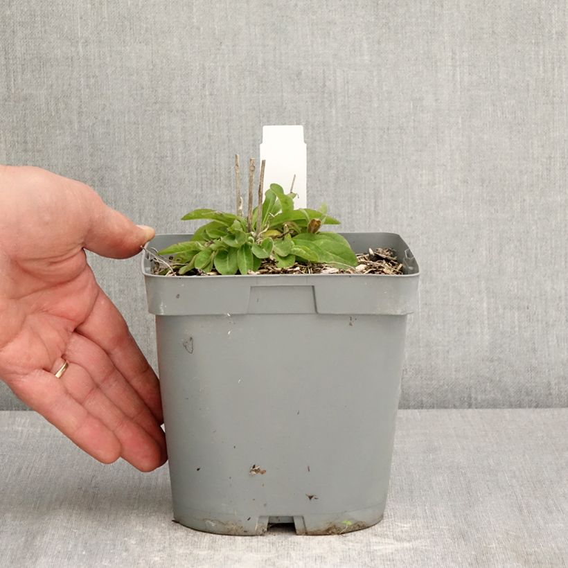 Amostra de Campânula glomerata var. dahurica Vaso de 2 L/3 L tal como entregue na primavera