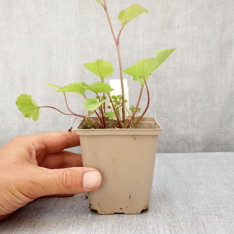 Amostra de Campânula híbrida Kent Belle Vaso de 8/9 cm tal como entregue no verão
