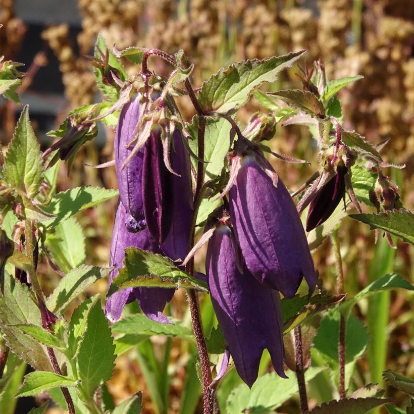 Campânula híbrida Kent Belle (Floração)