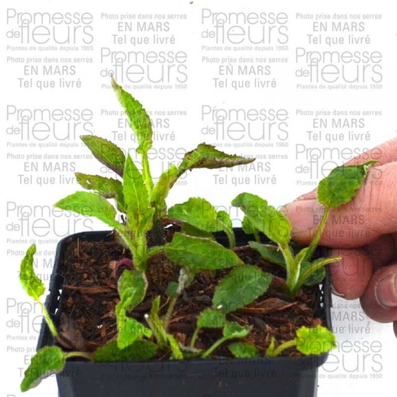 Exemplo de amostra de Campanule hybride Pantaloons Vaso de 1 L/1,5 L tal como entregue