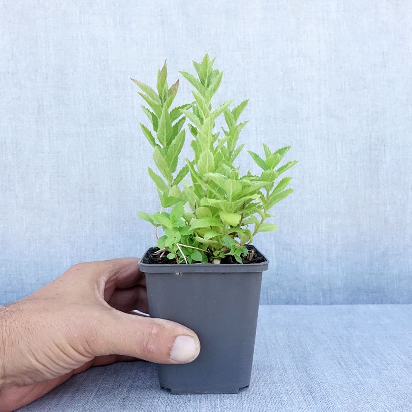 Amostra de Campanula lactiflora Vaso de 8/9 cm tal como entregue no verão