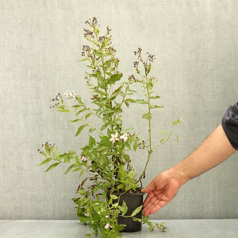 Amostra de Campânula lactiflora Loddon Anna Vaso de 1,5 L/2 L tal como entregue no verão
