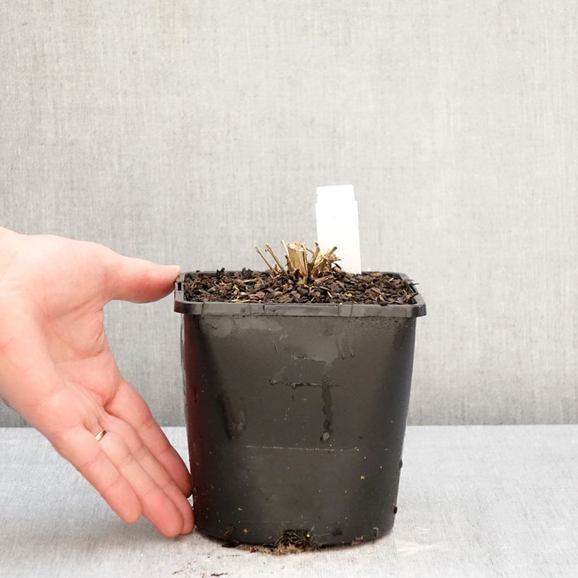 Amostra de Campânula lactiflora Loddon Anna Vaso de 1,5 L/2 L tal como entregue no inverno