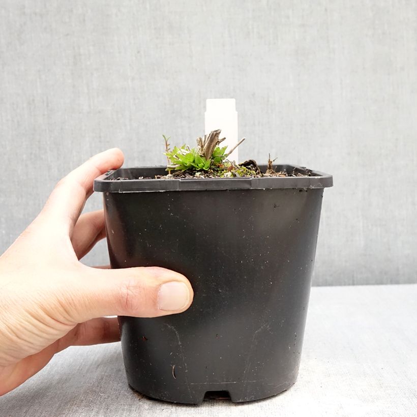 Amostra de Campânula lactiflora Loddon Anna Vaso de 1,5 L/2 L tal como entregue na primavera