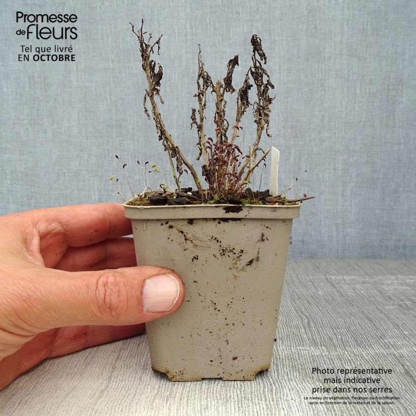 Amostra de Campânula lactiflora Variedade Prichard Vaso de 8/9 cm tal como entregue no outono