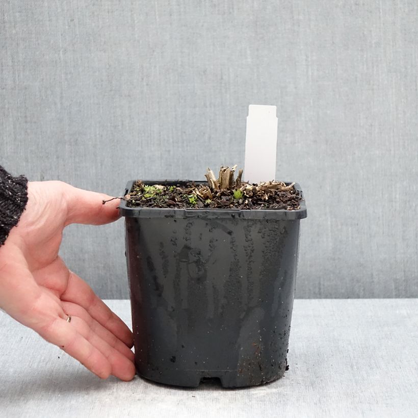 Amostra de Campânula lactiflora Variedade Prichard Vaso de 2 L/3 L tal como entregue no inverno