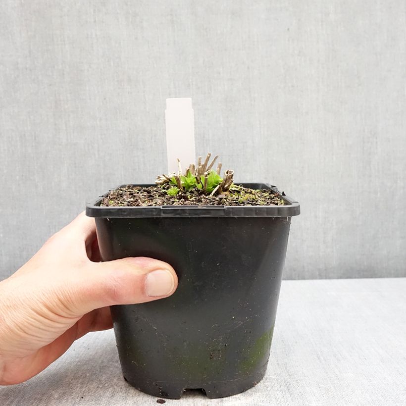 Amostra de Campânula lactiflora Variedade Prichard Vaso de 2 L/3 L tal como entregue na primavera