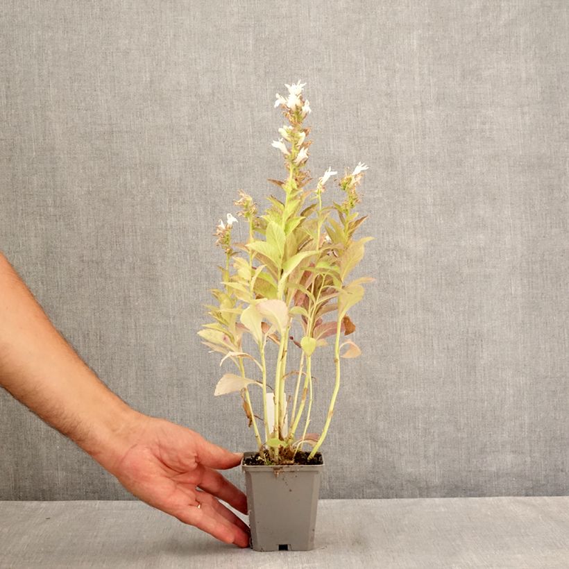 Amostra de Campânula latifolia var. Macrantha alba Vaso de 8/9 cm tal como entregue no verão