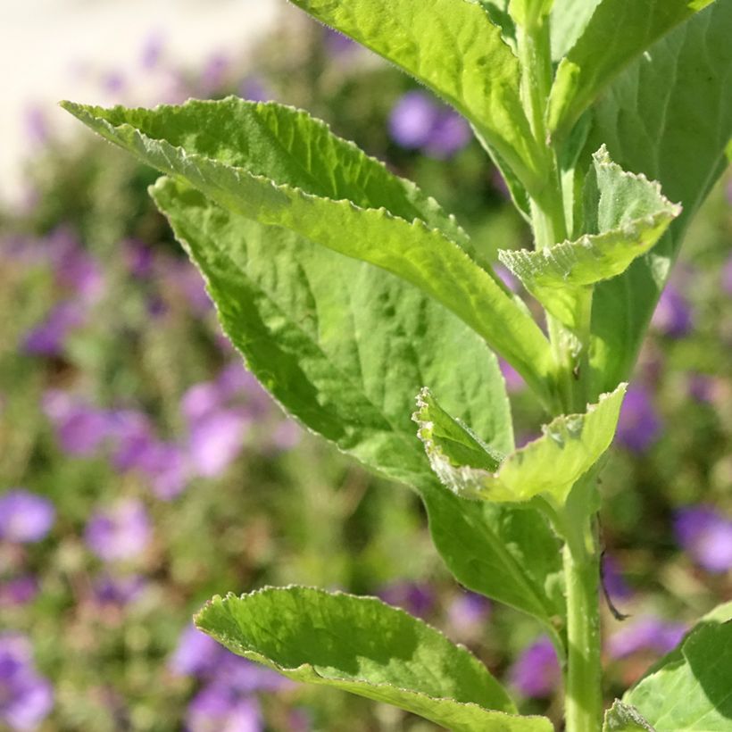 Campânula latifolia var. Macrantha alba (Folhagem)