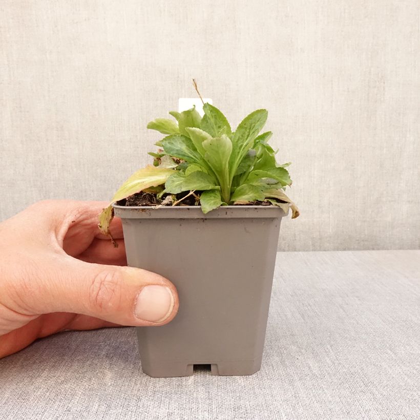 Amostra de Campânula latifolia var. Macrantha alba Vaso de 8/9 cm tal como entregue na primavera