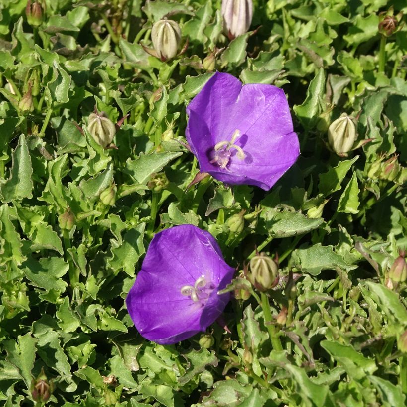 Campânula carpatica Mini Marvels Starbright - Campânula-dos-Cárpatos (Floração)