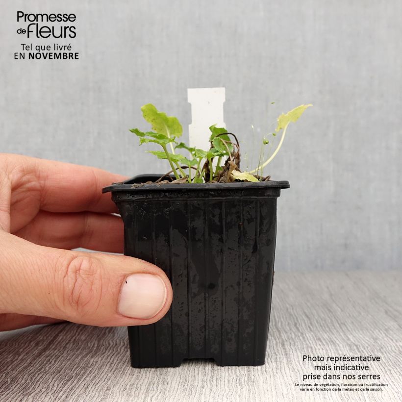 Amostra de Campânula piramidalis Alba Vaso de 8/9 cm tal como entregue no outono