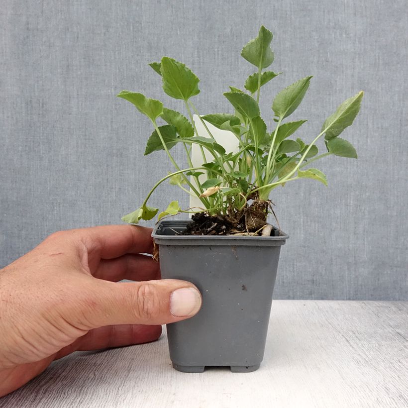 Amostra de Campânula piramidalis Alba Vaso de 8/9 cm tal como entregue no verão
