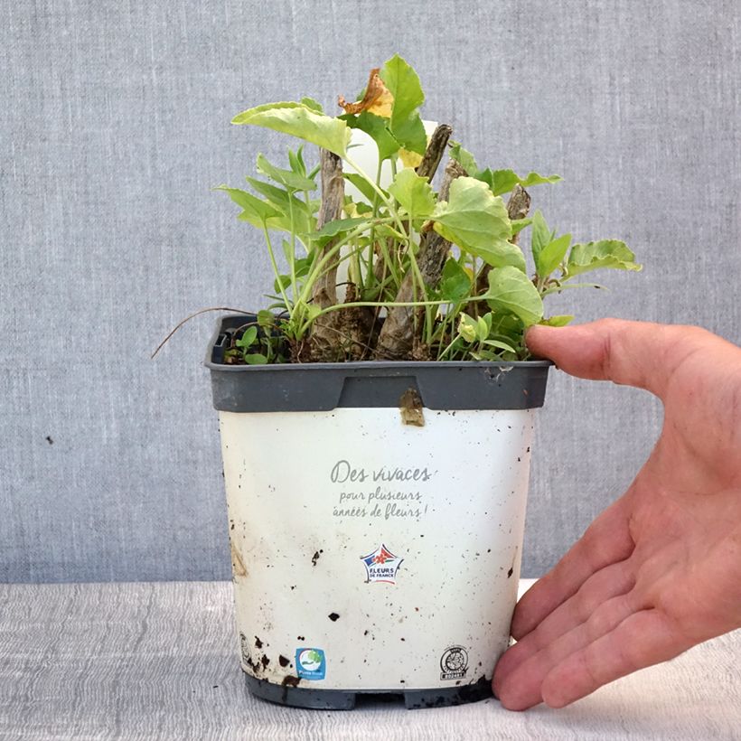 Amostra de Campânula piramidalis Alba Vaso de 2 L/3 L tal como entregue no verão