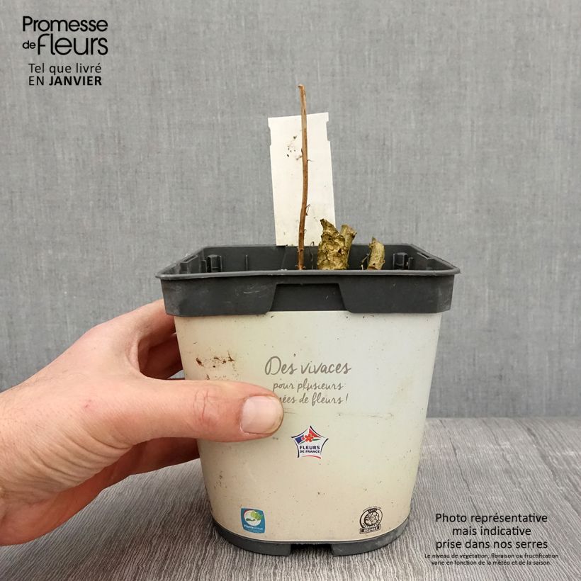 Amostra de Campânula piramidalis Alba Vaso de 2 L/3 L tal como entregue no inverno