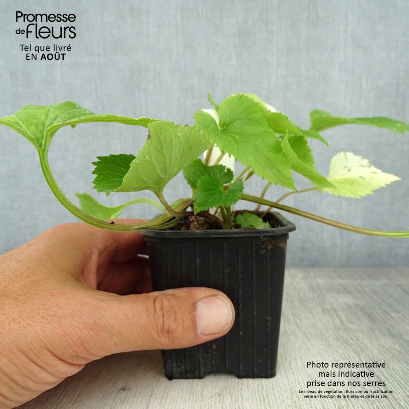 Amostra de Campânula takesimana Alba Vaso de 8/9 cm tal como entregue no verão