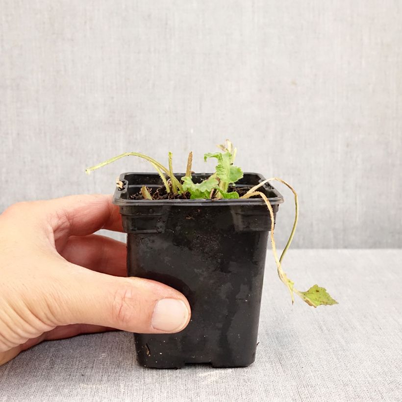 Amostra de Campânula takesimana Elisabeth Vaso de 7/8 cm tal como entregue no outono