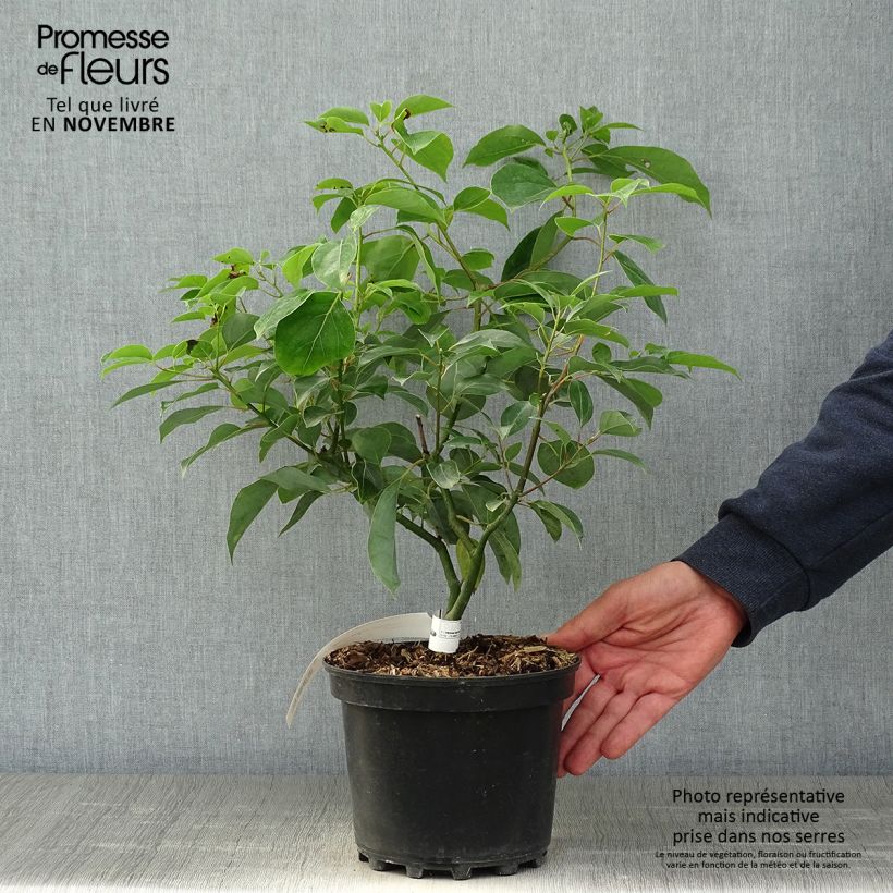 Amostra de Cinnamomum camphora Vaso de 2 L/3 L tal como entregue no outono