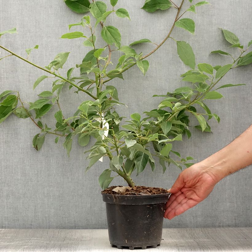 Amostra de Cinnamomum camphora Vaso de 2 L/3 L tal como entregue no verão