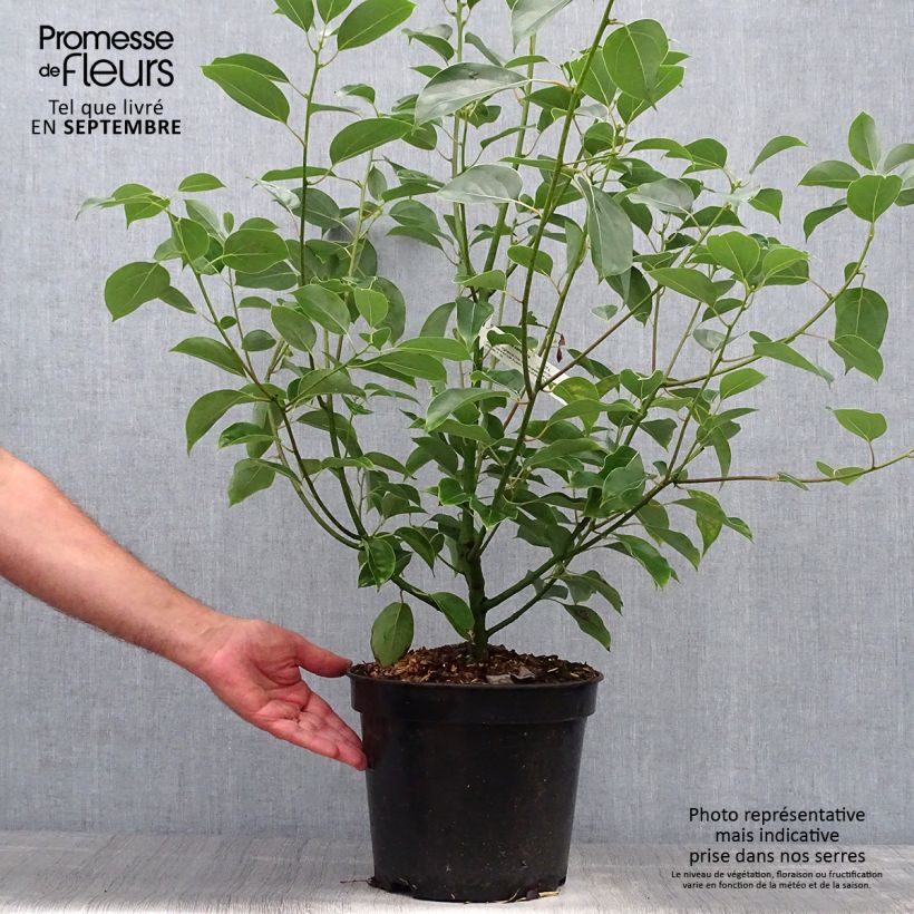Amostra de Cinnamomum camphora Vaso de 7,5 L/10 L tal como entregue no outono