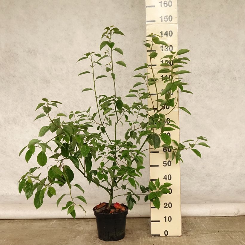 Amostra de Cinnamomum camphora Vaso de 7,5 L/10 L tal como entregue no verão