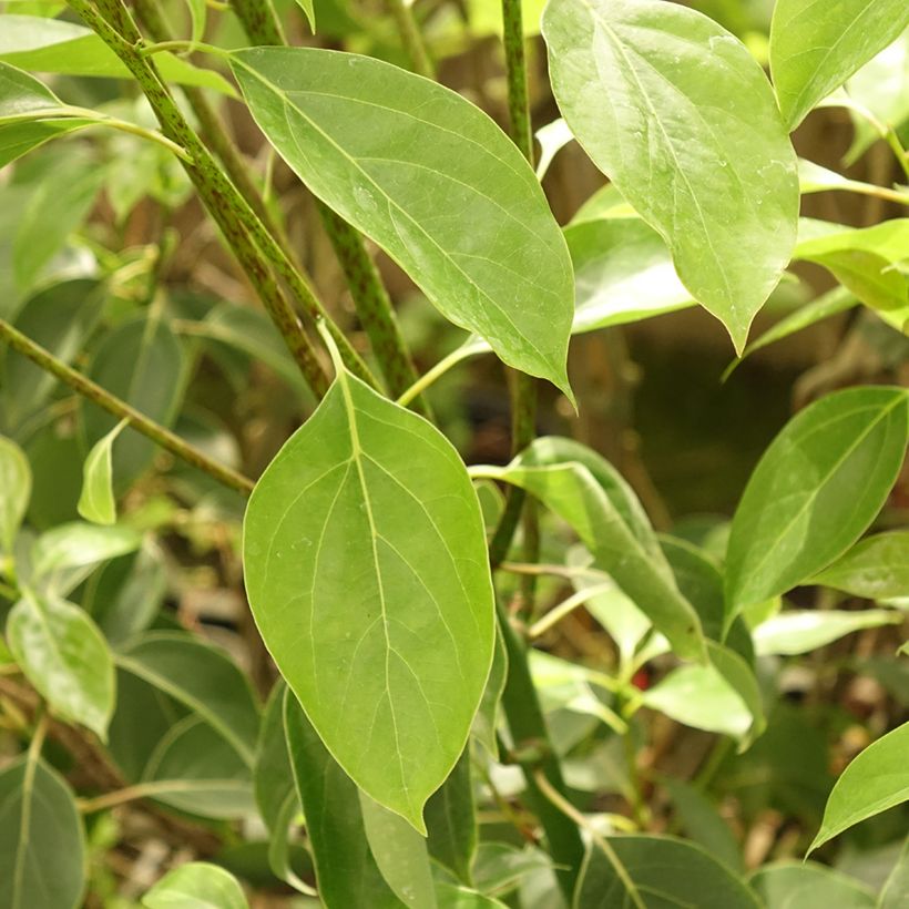 Cinnamomum camphora (Folhagem)
