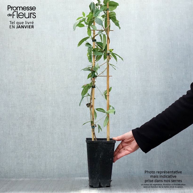 Amostra de Campsis capreolata Atrosanguinea - Bignone à vrilles Vaso de 2 L/3 L tal como entregue no inverno