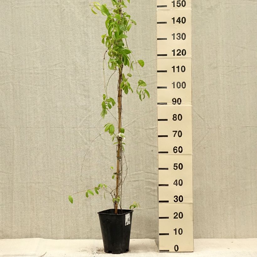 Amostra de Campsis capreolata - Bignone à vrilles Vaso de 6 L/7 L tal como entregue no verão