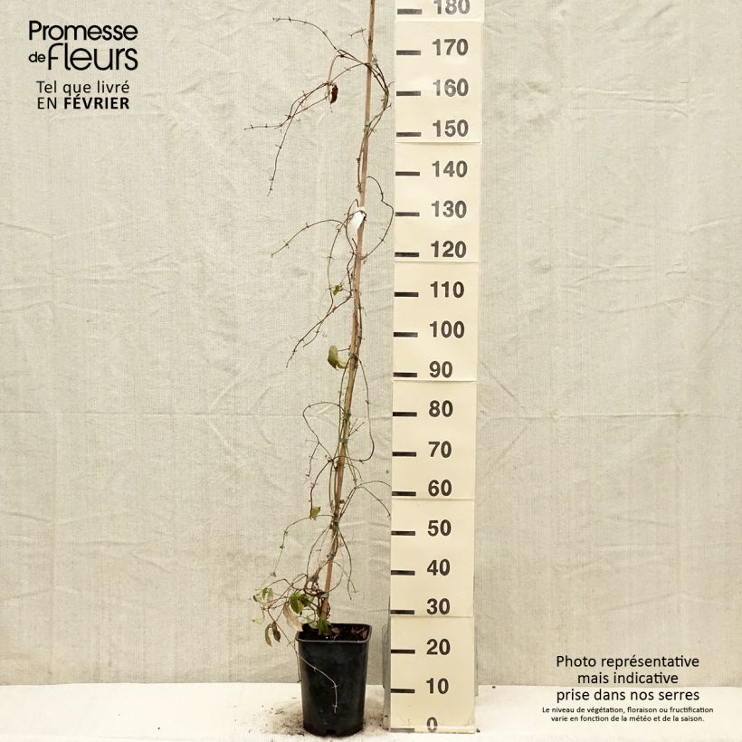 Amostra de Campsis capreolata - Bignone à vrilles Vaso de 6 L/7 L tal como entregue no inverno