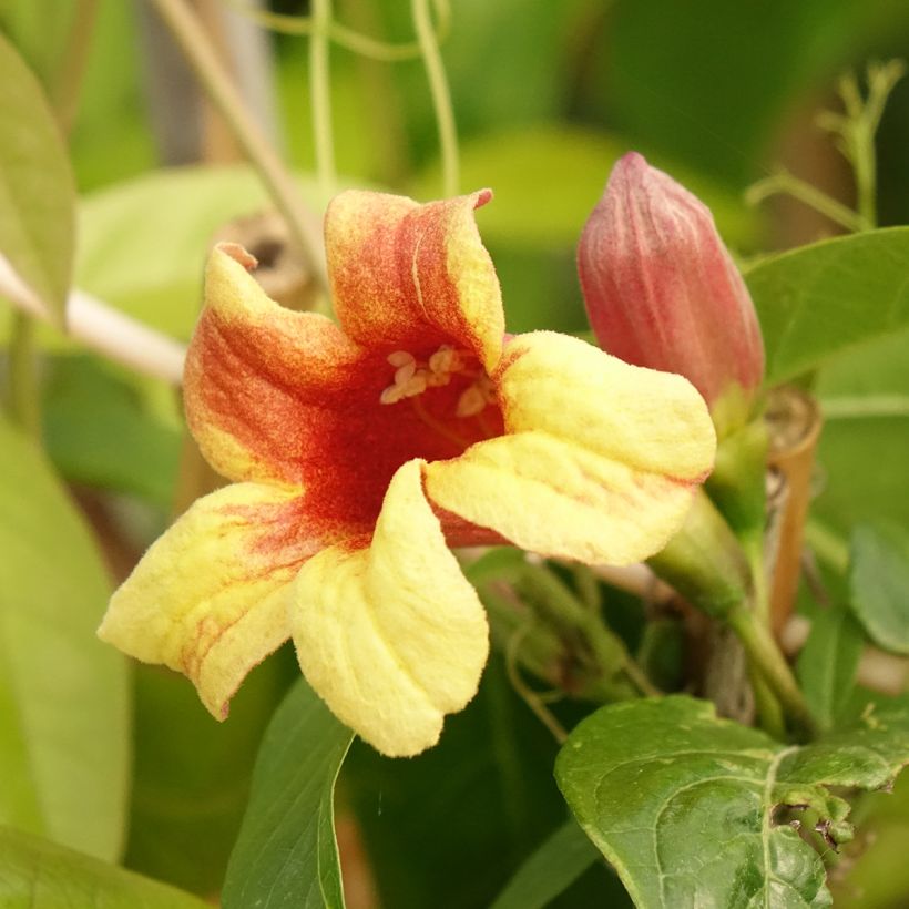 Campsis capreolata - Bignone à vrilles (Floração)