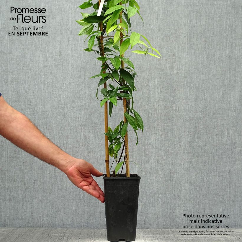 Amostra de Campsis capreolata - Bignone à vrilles Pot de 2L/3L tal como entregue no outono