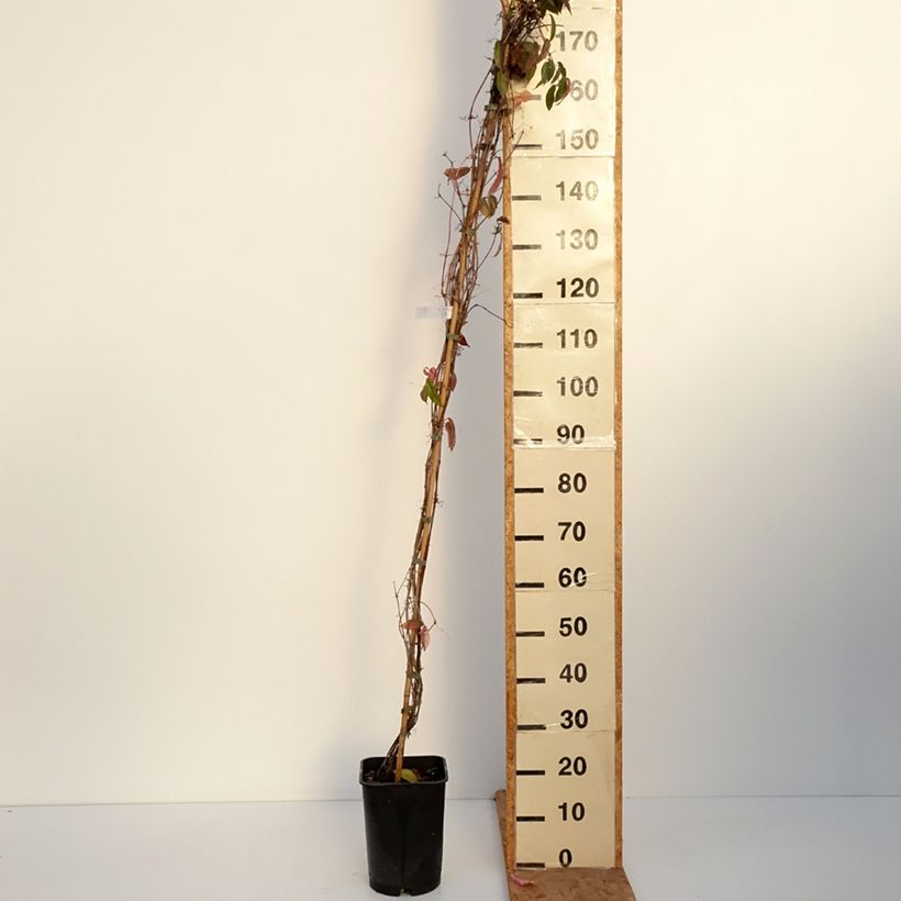 Amostra de Campsis capreolata - Bignone à vrilles Pot de 6L/7L tal como entregue no outono