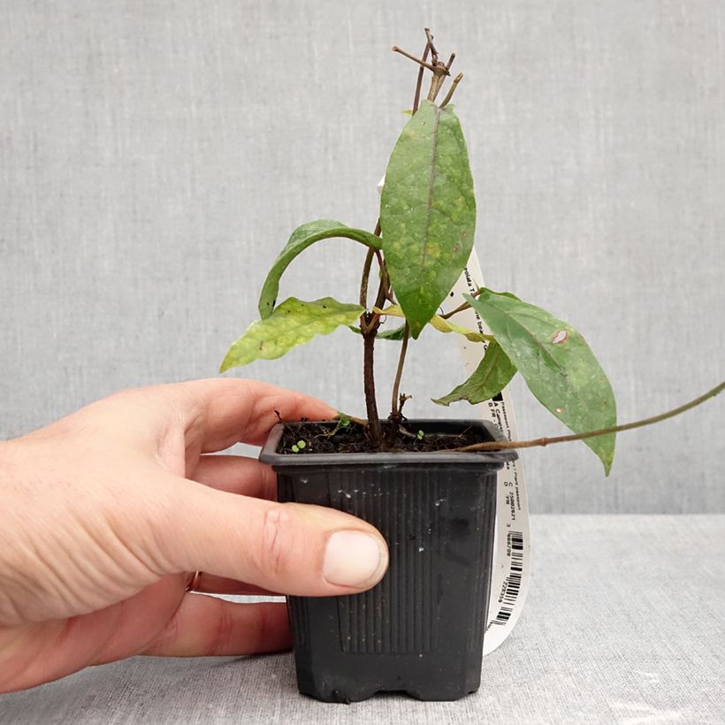 Amostra de Bignónia capreolata Tangerine Beauty Vaso de 8/9 cm tal como entregue no outono